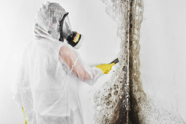 Best Black Mold Removal  in Kincaid, IL