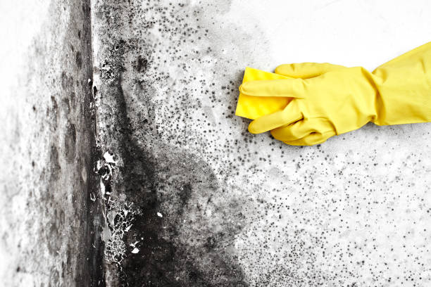 Best Home Mold Removal  in Kincaid, IL