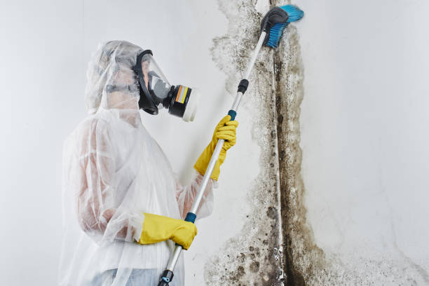 Best Mold Remediation  in Kincaid, IL