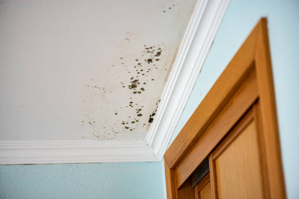 Best Office Mold Removal Services  in Kincaid, IL