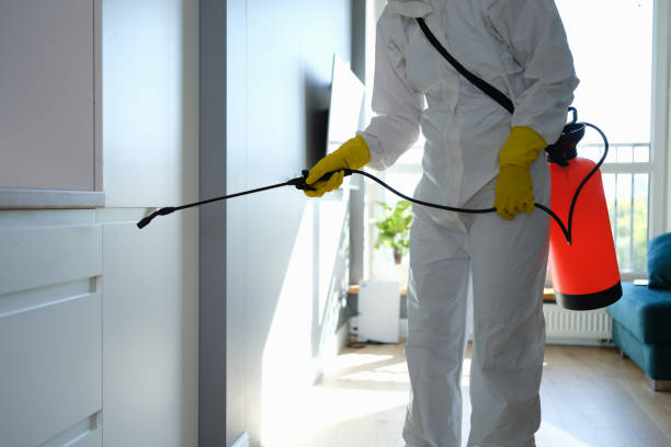 Best Same-Day Mold Removal  in Kincaid, IL