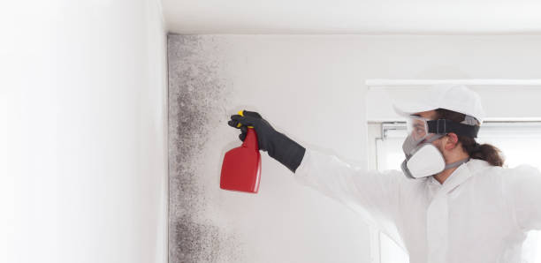 Best Toxic Mold Removal  in Kincaid, IL