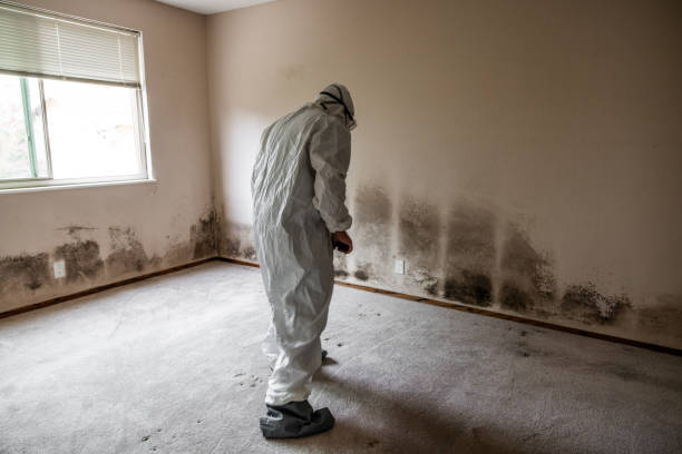 Mold Testing and Removal in Kincaid, IL