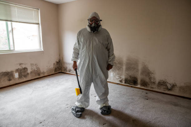 Best Affordable Mold Removal  in Kincaid, IL