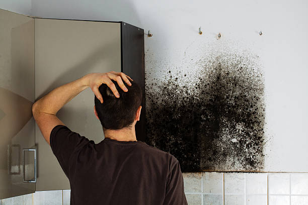 Office Mold Removal Services in Kincaid, IL