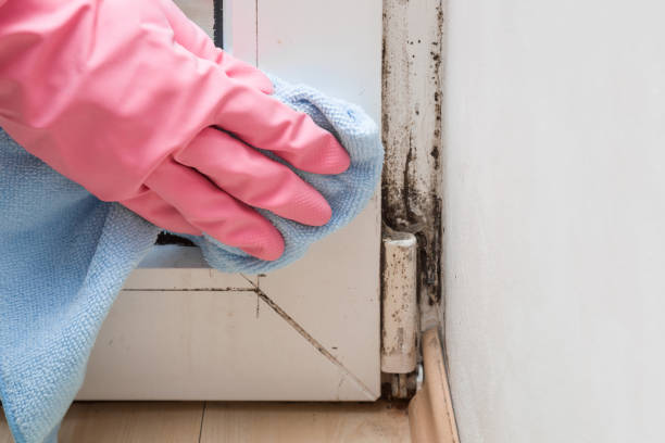 Best Mold Removal Company Near Me  in Kincaid, IL